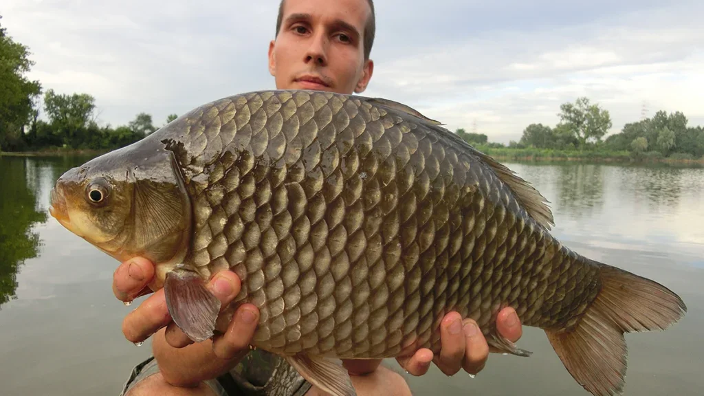 Crucian carp all-tackle world record by weight