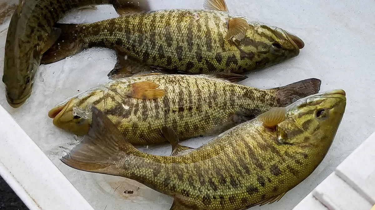 Some of the fish from which state aquatic management agencies collected biological information