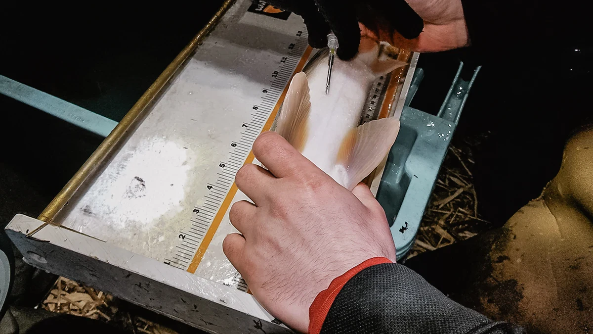 Data that fisheries agencies collect include age structure, growth rates, natural mortality, and how many young fish survive to adulthood