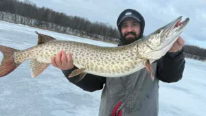 Giant New York Muskie Caught Through The Ice On The St. Lawrence River