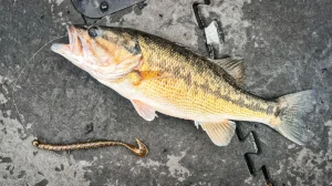 A fish on the deck of a boat alongside a Lake Fork Pro Speeder Worm