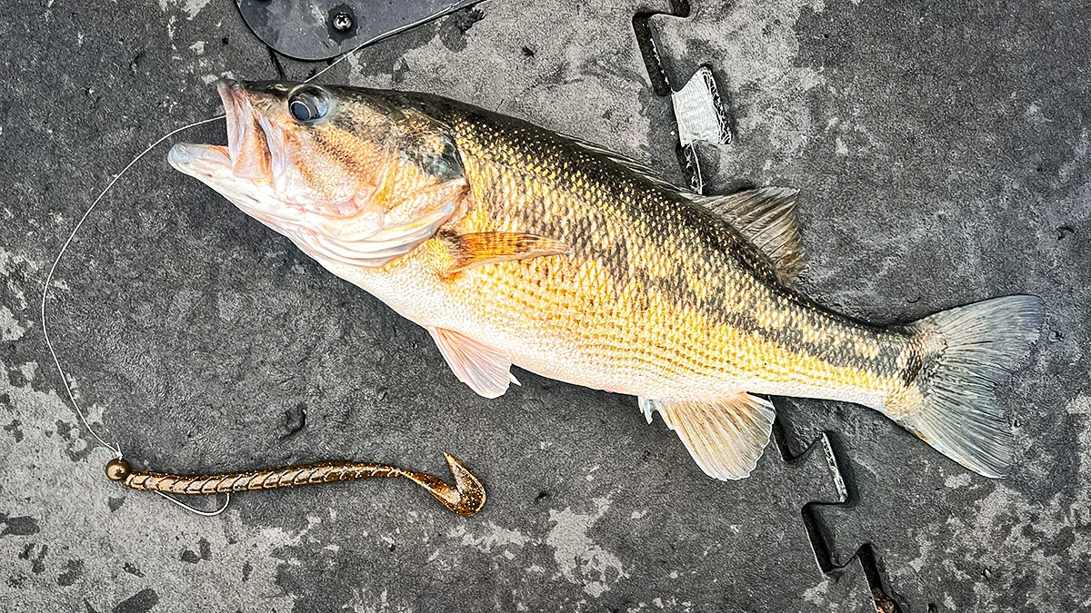 A fish on the deck of a boat alongside a Lake Fork Pro Speeder Worm