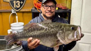 Texas Angler Catches The Same Bass Weighing Over 13 Pounds A Third Time