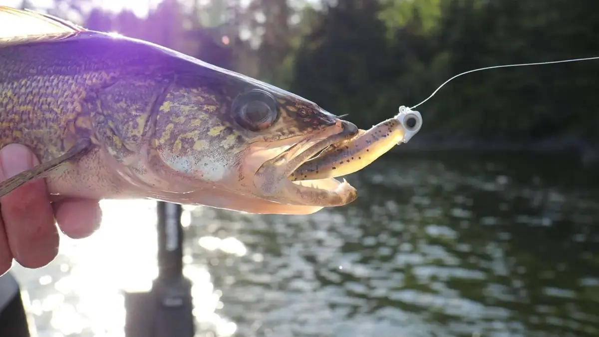 A fish hooked with a Z-Man Finesse EyeZ Jighead