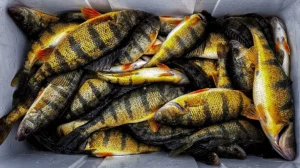 A close up of a cooler's interior packed with perch caught in the winter