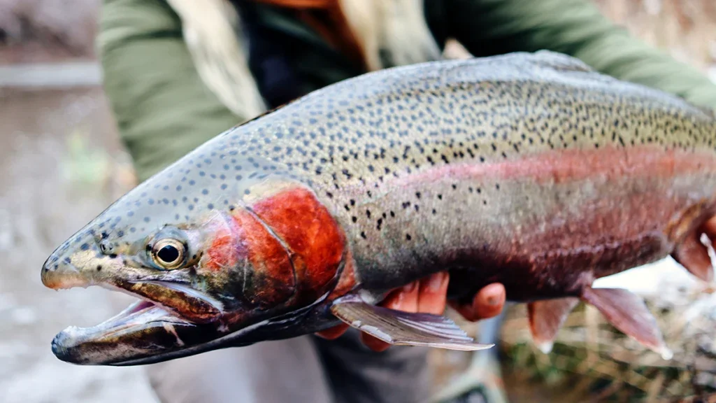 Beautiful trout colors