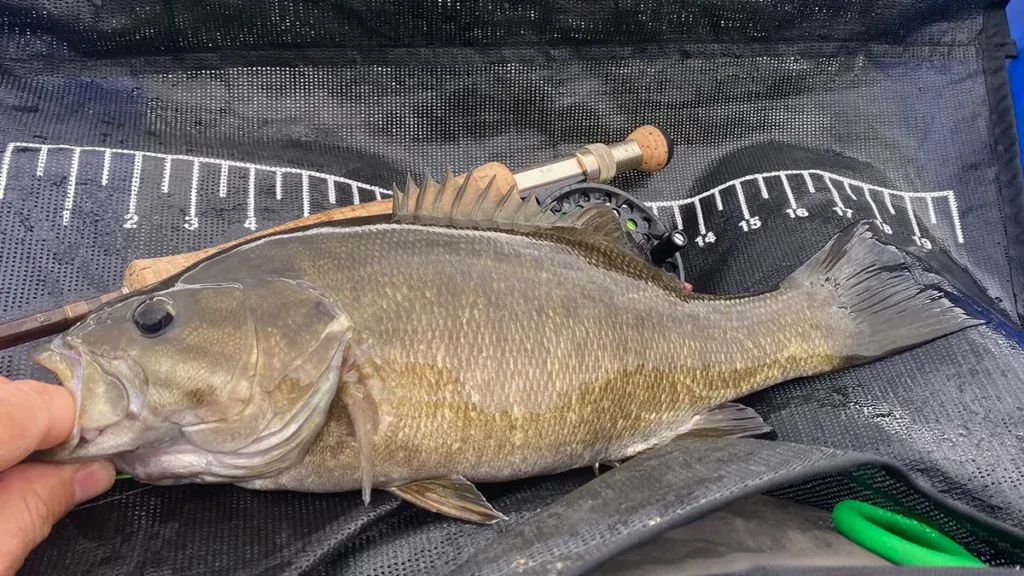 big creek smallmouth