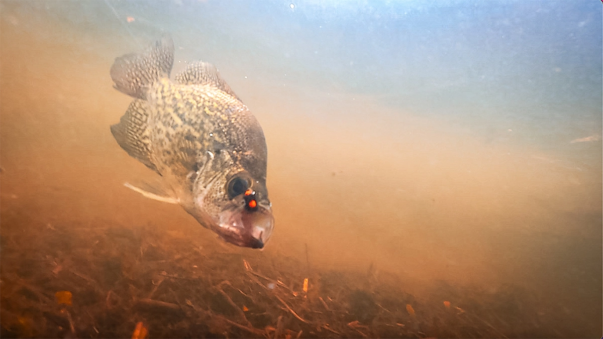 Bottom-oriented crappie are a perfect example of why depth control matters when spider rigging.