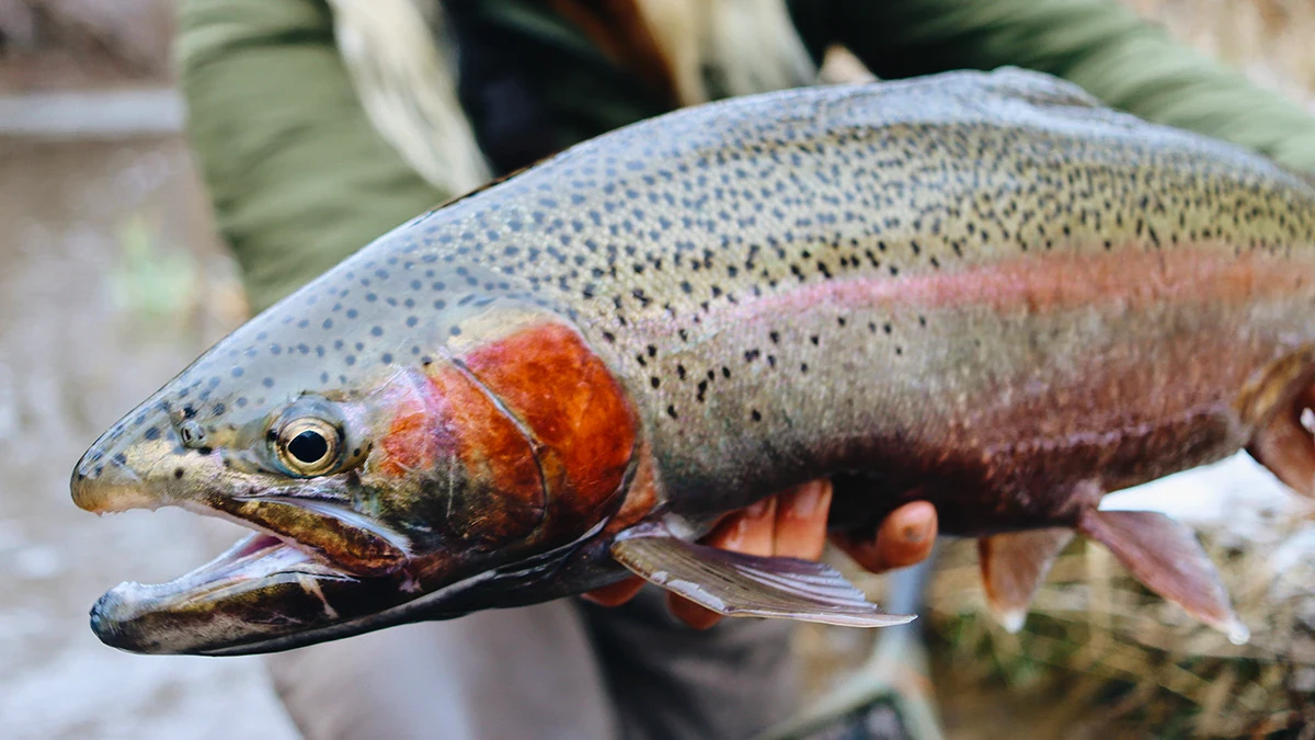 A fish caught in the winter is held up for a photo