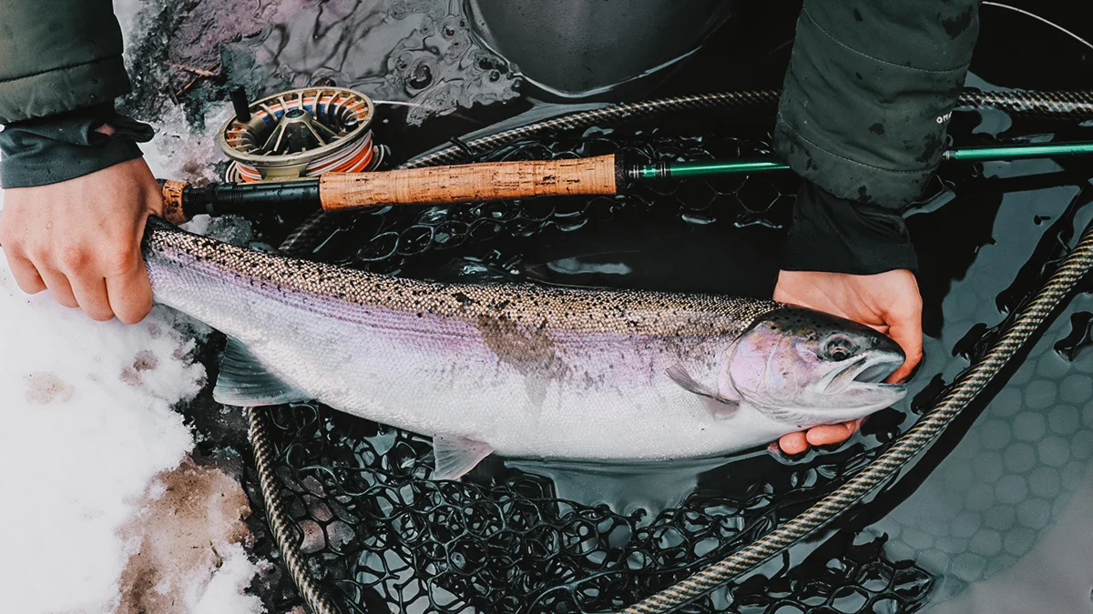 A fish held right above a net, with snow to the left
