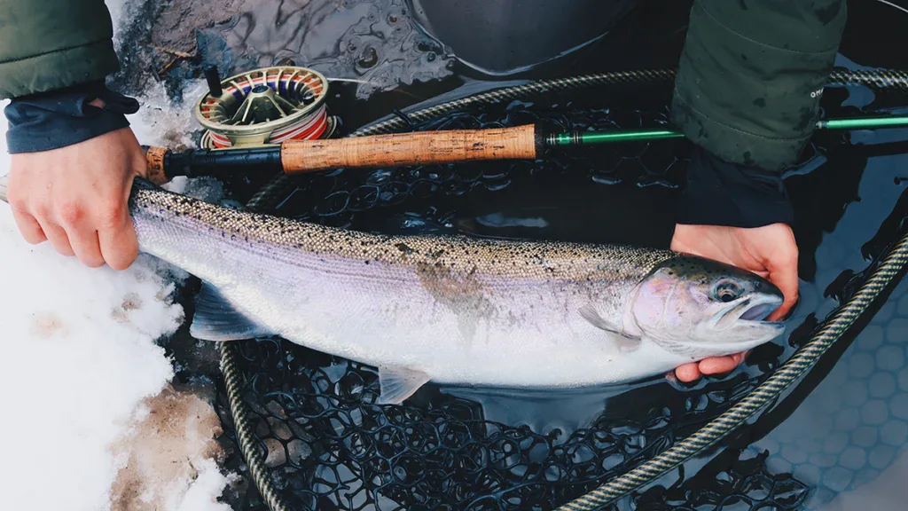 Fly caught cold water trout