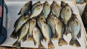 A table of crappie just before the fillet knife. These fish were caught spider-rigging with only four poles on Lake Verret in Louisiana.