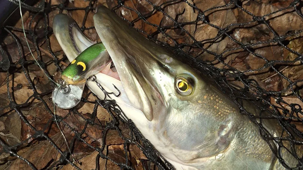 ohio wintertime muskie