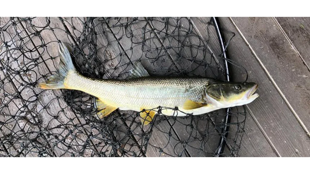 northern pikeminnow
