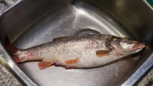 Angler Makes $159K Catching Minnows