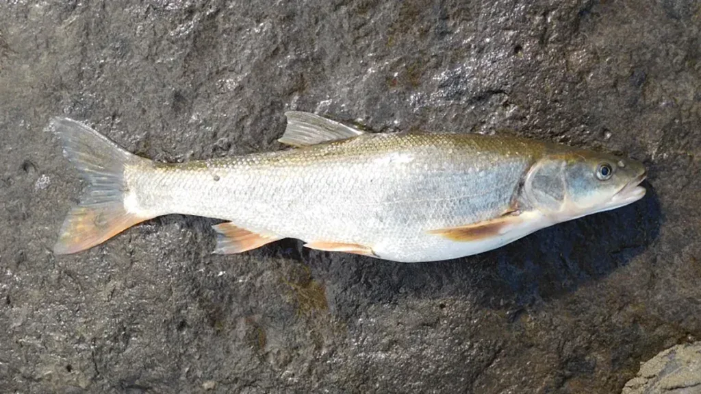 northern pikeminnow
