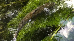 rainbow trout underwater