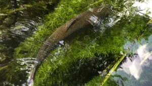 Why You Need to Ditch The Hot Spots and Hit The Forgotten Rivers