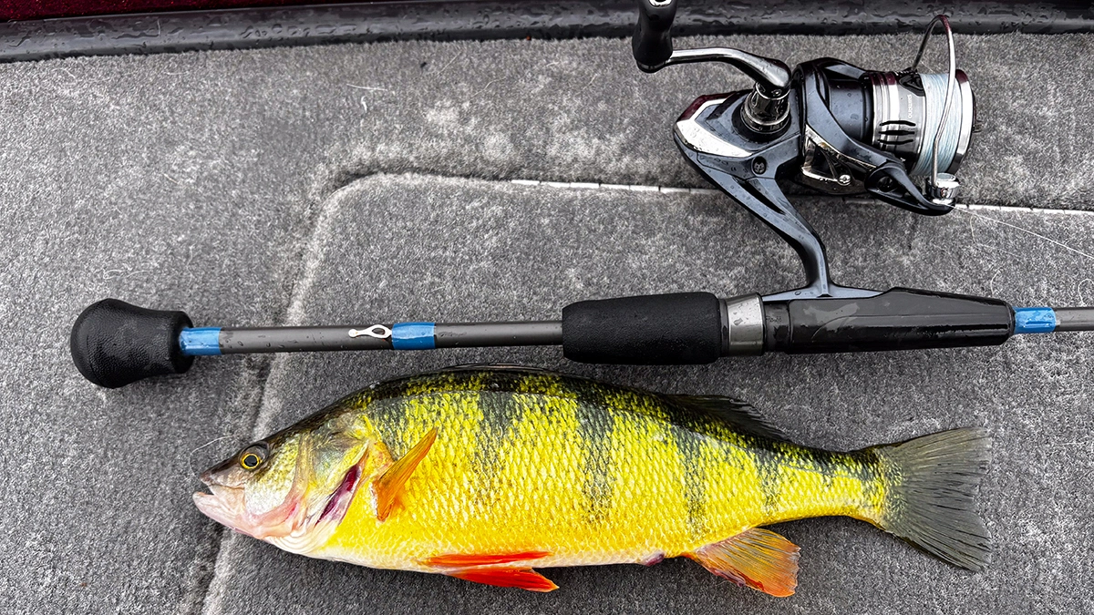 A perch laid next to a fishing rod on the deck of a boat.