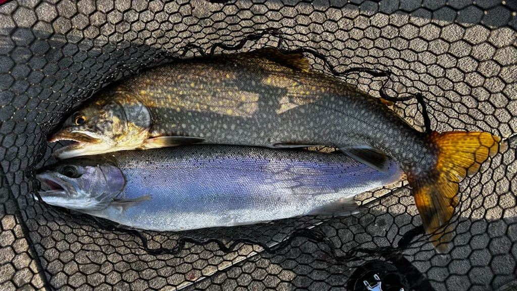 Trout and salmon in the net