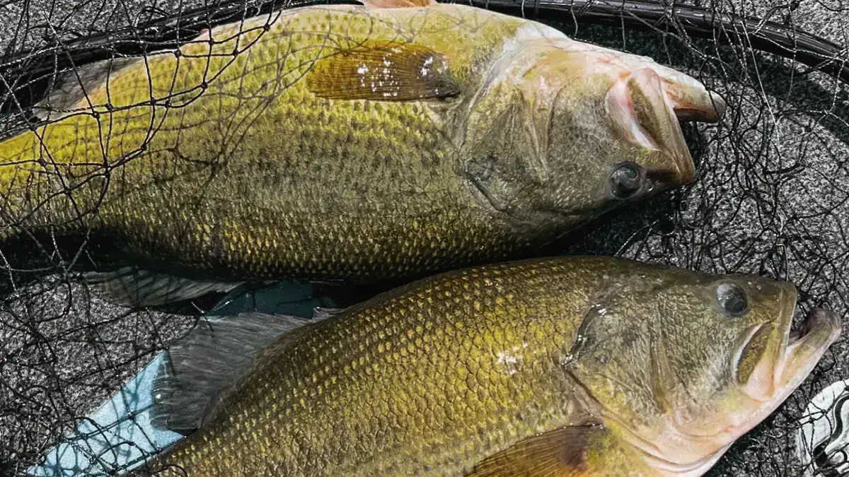 Two bass in a net on the deck of a boat