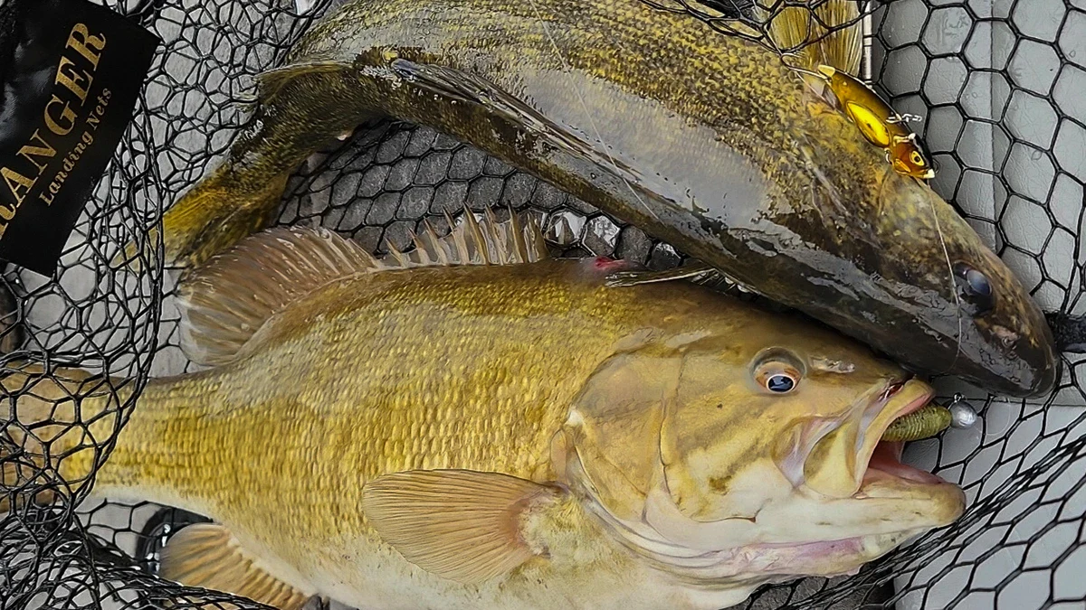 Two winter-caught fish in a net