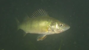 Illegal Yellow Perch In Island Park Reservoir Sounds Alarm