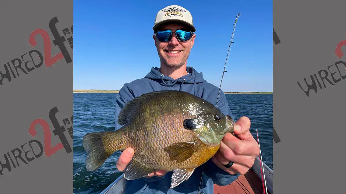Dan Spengler chases huge bluegills, like this one that weighed 1 pound, 10 ounces.
