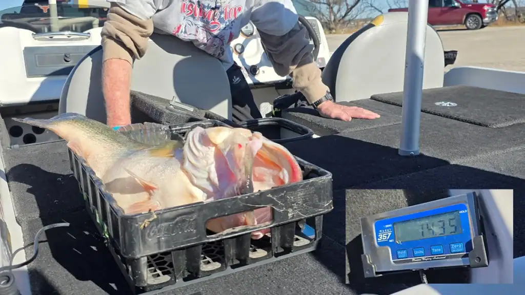 A Texas largemouth weighing 14.35 pounds