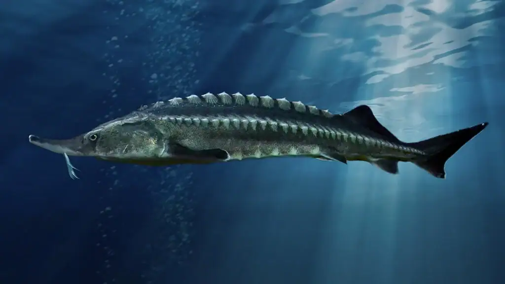 Beluga Sturgeon