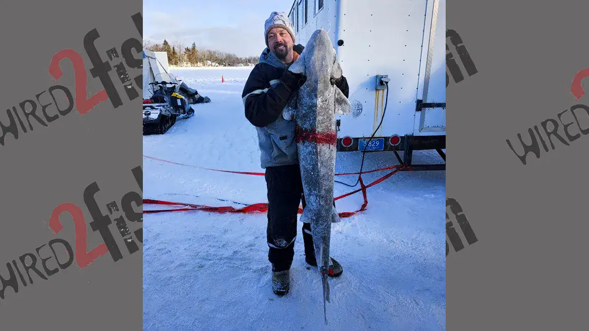 Brett Trapanier speared the biggest catch of the Michigan Department of Natural Resources' recreational sturgeon season — a 64-inch female weighing just over 79 pounds.