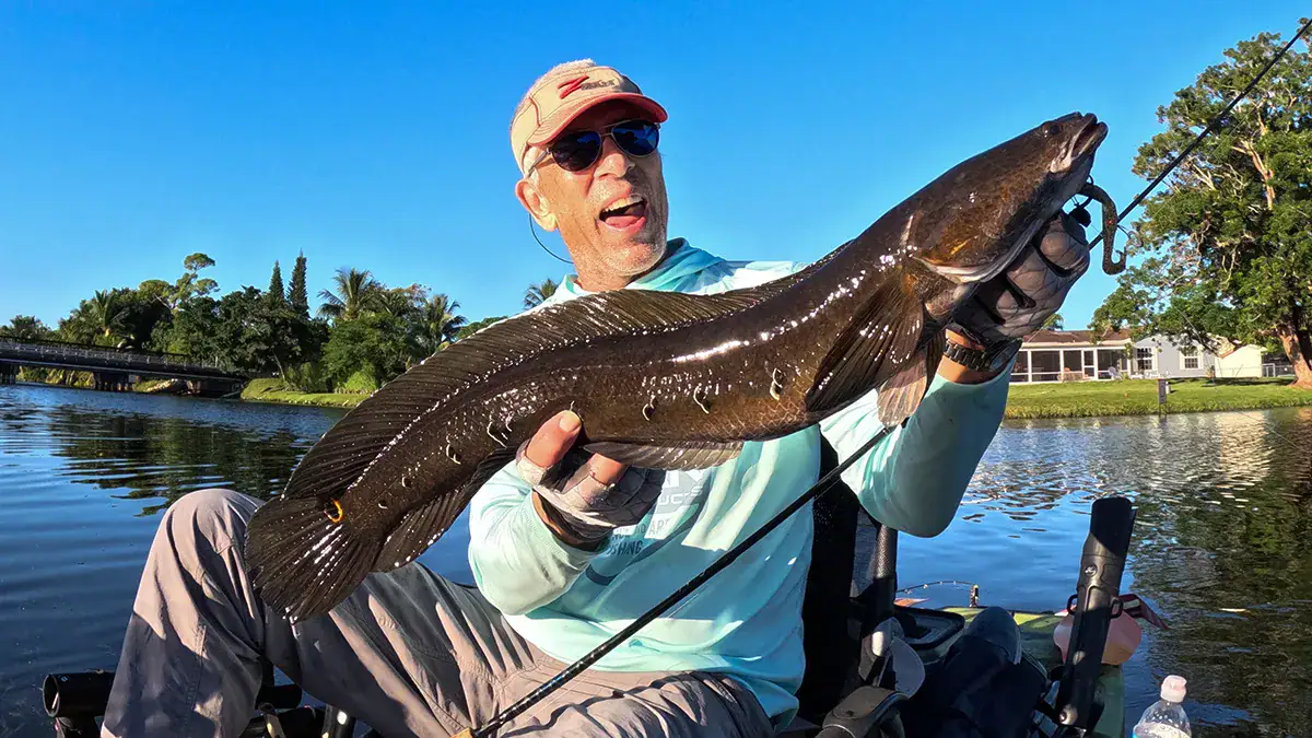 Catching a bullseye snakehead in the canals of South Florida.