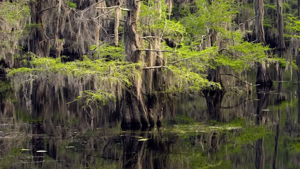 Caddo Lake