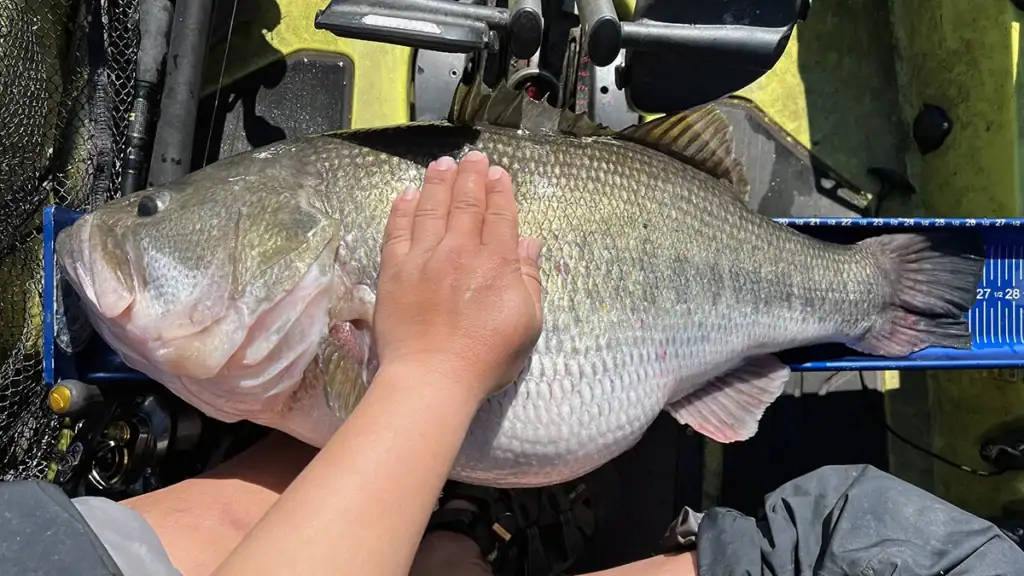 Damian Thao measures large California largemouth bass