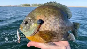 These aren't your kid's bluegills. These are panfish on steroids.