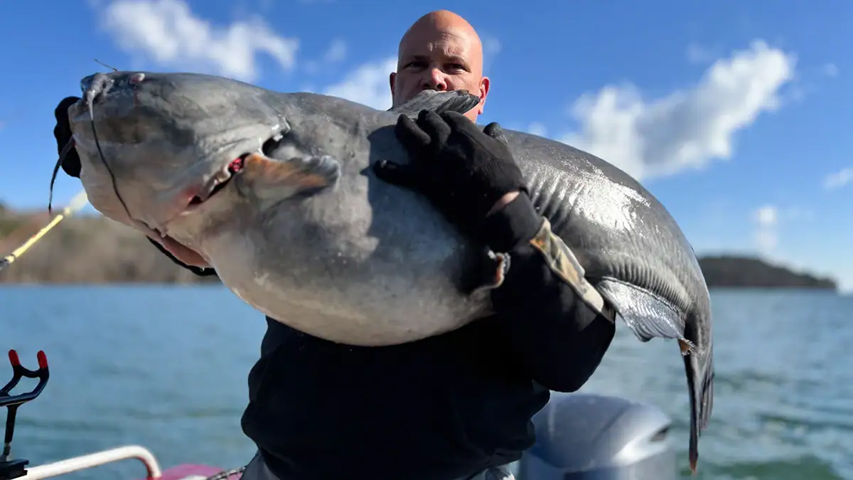 Bob Winters shows off the massive 70-pound pot-bellied blue catfish he caught and then released in northern Alabama's Lake Guntersville.