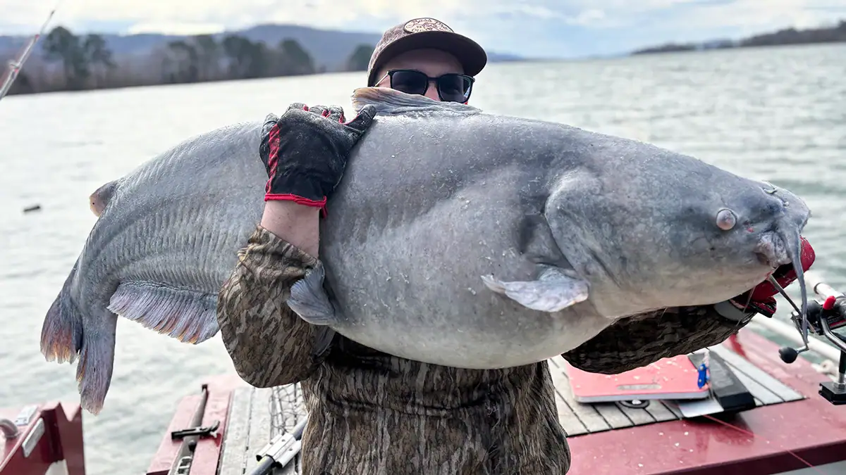 On Jan. 17, father and son Forrest and Bob Winters caught and released two giant blue catfish.