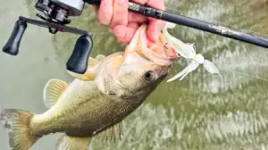 A new Lake Fork Rod Co. Gold Series rod and the fish it caught with a ChatterBait lure.
