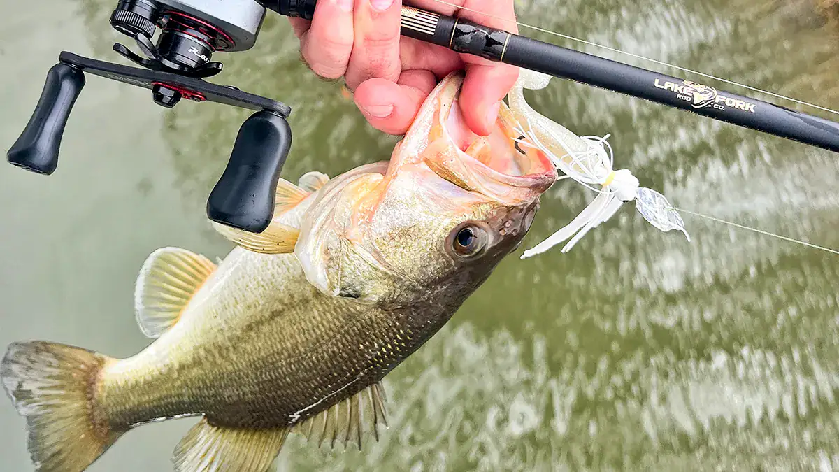 A new Lake Fork Rod Co. Gold Series rod and the fish it caught with a ChatterBait lure.
