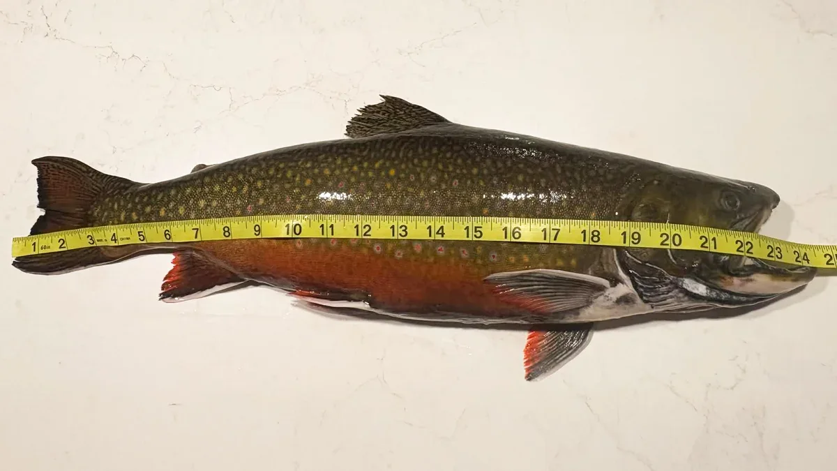 At nearly two feet long, the lake trout that Jada Wyman caught while ice fishing in Maine last month is her biggest fish yet.