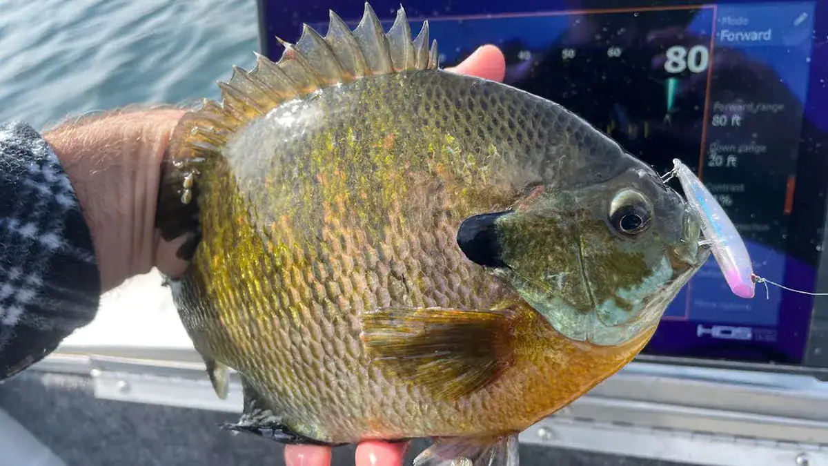 Dan Spengler uses a bait he designed for Berkley to catch mega-sized bluegills.