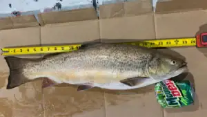 North Dakota Ice Angler Catches State Record Tiger Trout