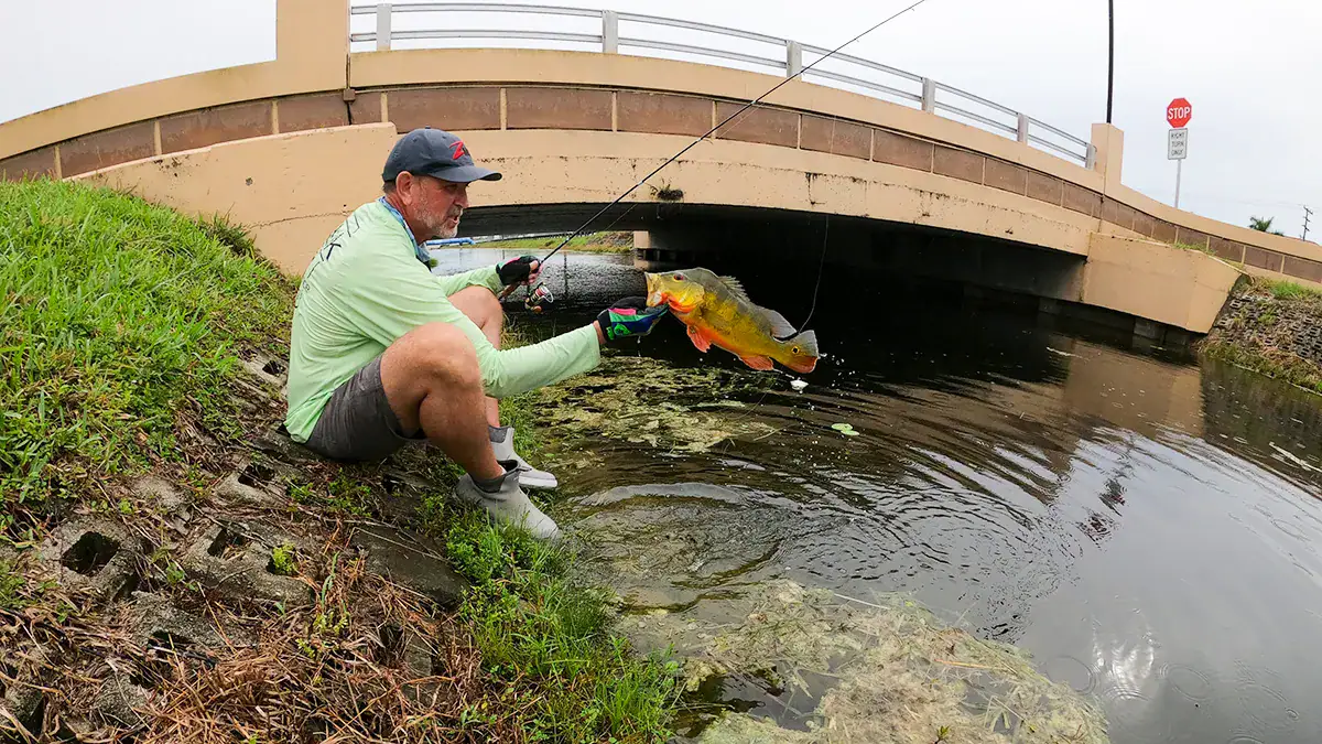 Catching a peacock bass in a small canal near a shopping mall.