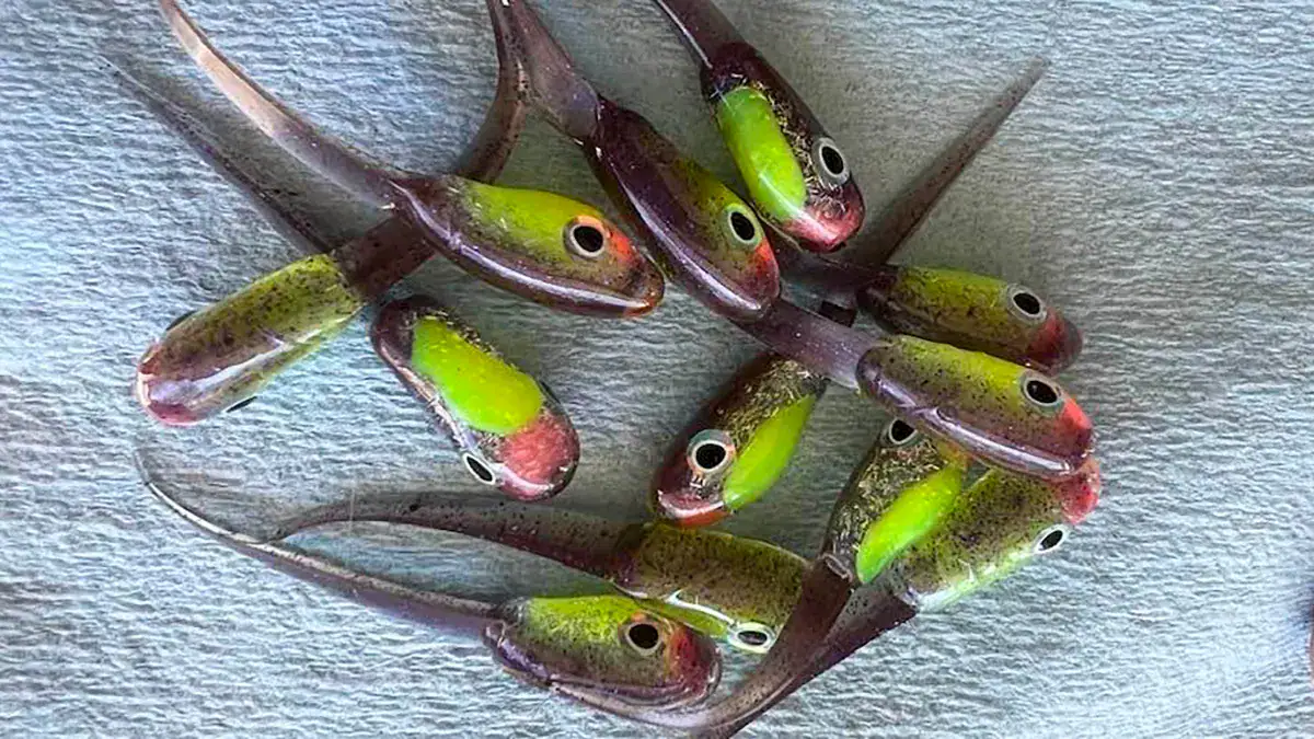 Tom Sawvell tinkers with different color patterns when he makes his own crappie jigs.