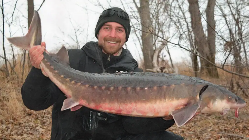 Record Shortnose Sturgeon