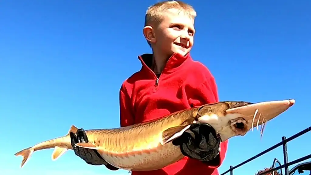 Record Shovelnose Sturgeon