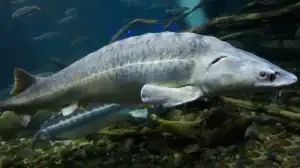 Shortnose sturgeon underwater