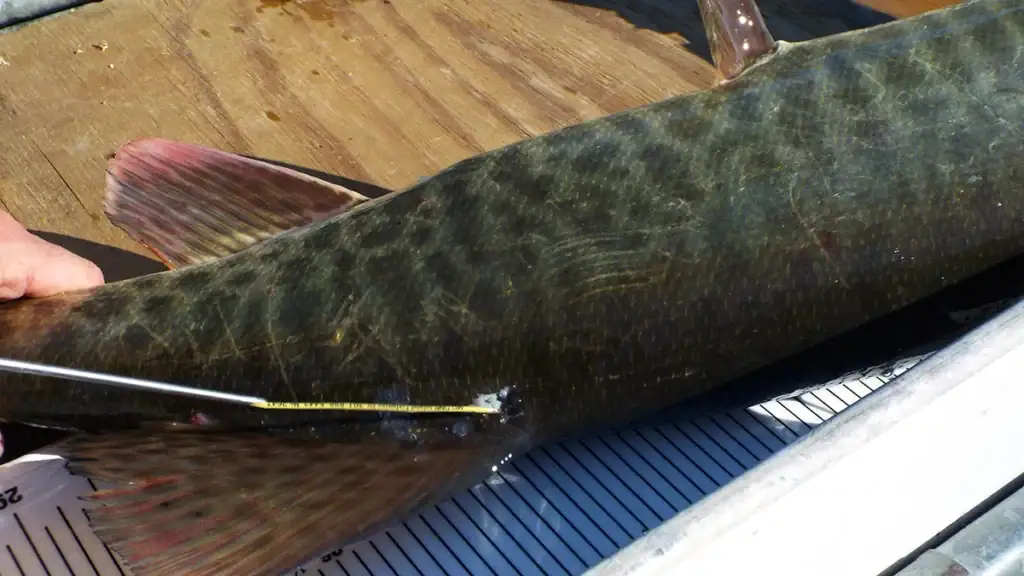 Tagging a Potomac River muskie