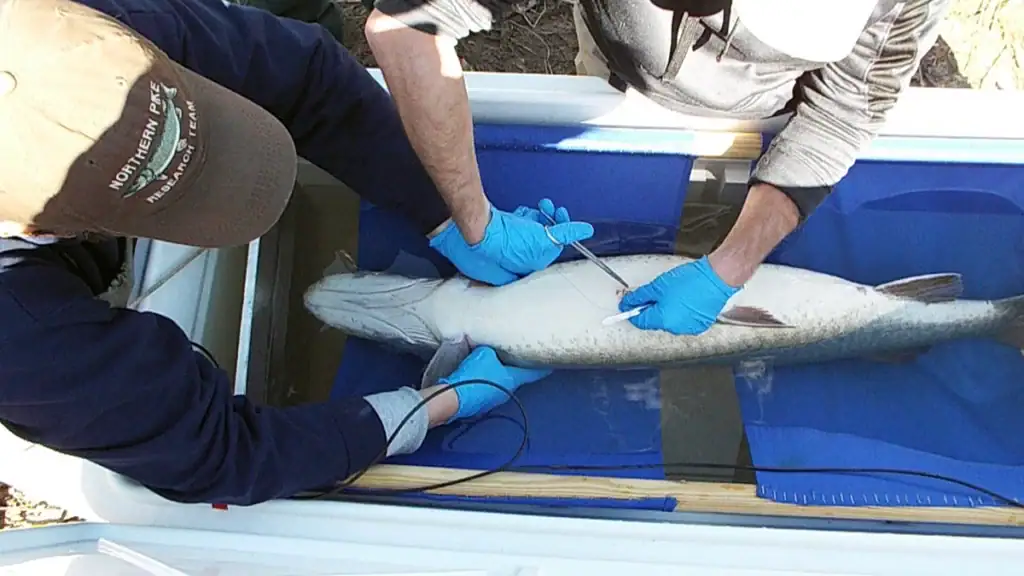 Muskie tagged in Potomac River