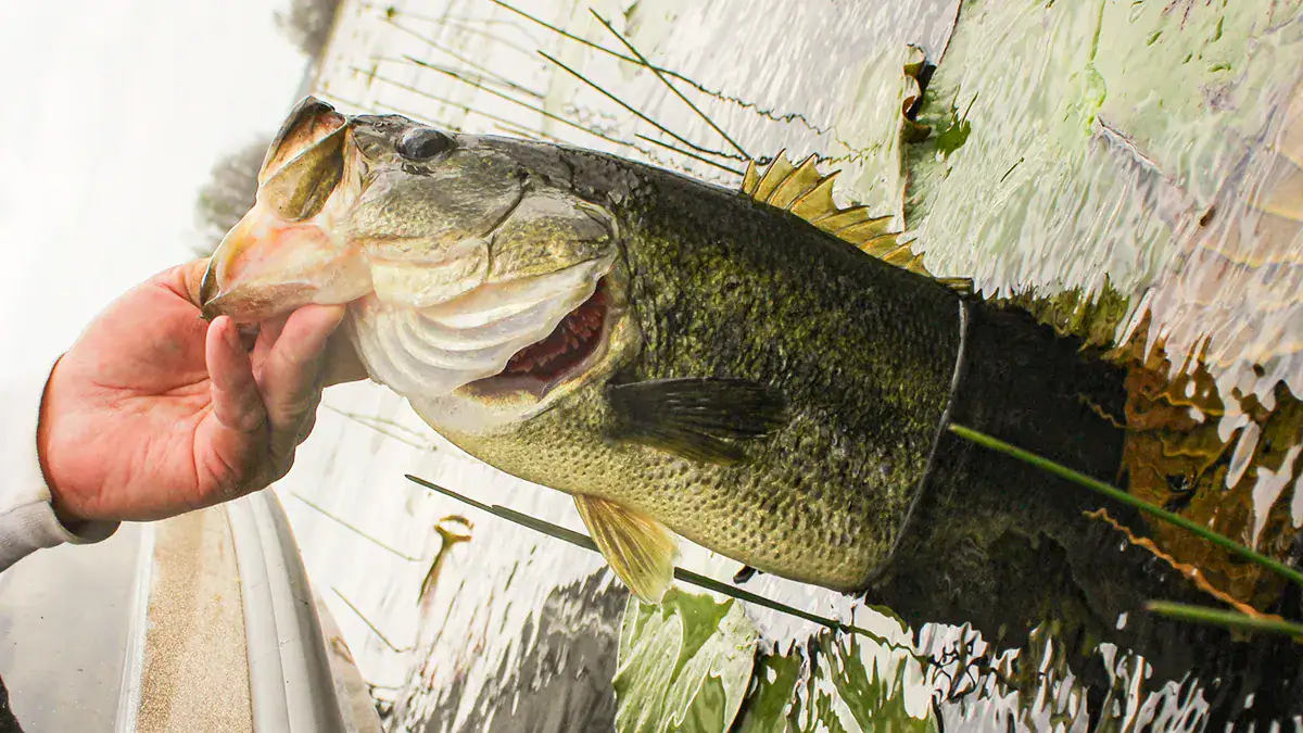 A bass is caught during the spawn.